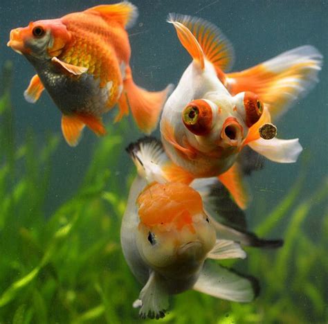 Fancy Goldfish | Pet goldfish, Goldfish, Aquarium fish