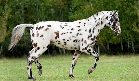 10 Spotted Horse Breeds With Pictures - Horsey Hooves | Horse breeds ...