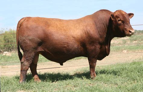 Red Angus | BOLA Red Angus | Red Angus Moo Moos | Hereford cattle, Braford cattle, Beef cattle