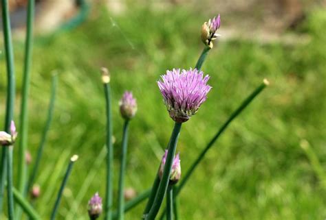 10 Companion Plants for Turnips (That Work Extremely Well!)