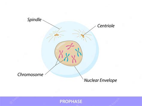 Premium Vector | Prophase the first stage of mitosis