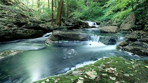 Download Fern Water Nature Stream HD Wallpaper