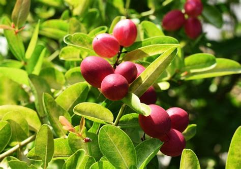 Miracle Fruit Plant Synsepalum Dulcificum Tree miracle Berry | Etsy