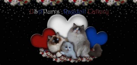 Ragdoll Breeders in Florida - Reader Recommended