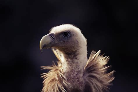 Vulture Head, Portrait Photograph by Hotte Hue - Fine Art America