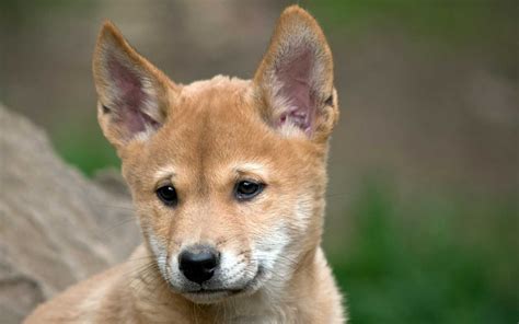 Can You Own A Pet Dingo