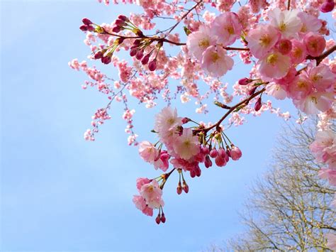 Free photo: Sakura, Cherry, Tree, Pink, Spring - Free Image on Pixabay ...
