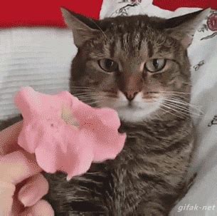 5 Hilarious Cat GIFs Make you smile | BOOMSbeat