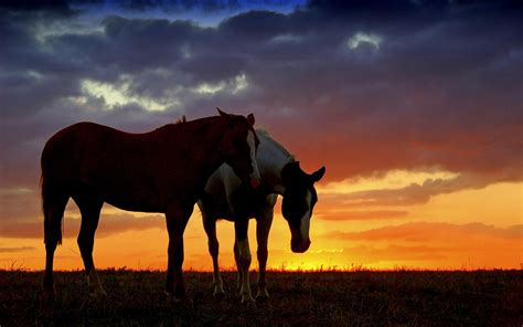 Paint Horse Wallpaper (40+ images)