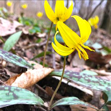 Springtime on the Potomac Heritage Trail: A Wildflower Hike at Turkey Run Park - Smithsonian ...