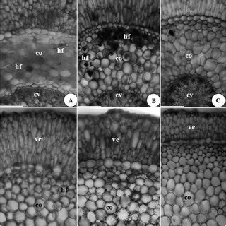 Radicular cross sections showing the velamen. A, Catasetum barbatum... | Download Scientific Diagram