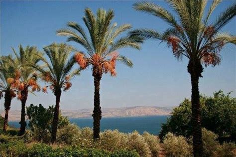 palm trees in israel - Phenomenal Day-By-Day Account Picture Library