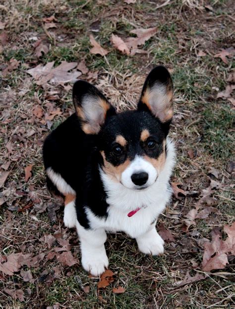 Lovely tri color Corgi | Corgi, Corgi dog, Corgi facts