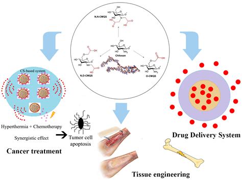 Materials | Free Full-Text | A Review on Chitosan’s Uses as Biomaterial: Tissue Engineering ...