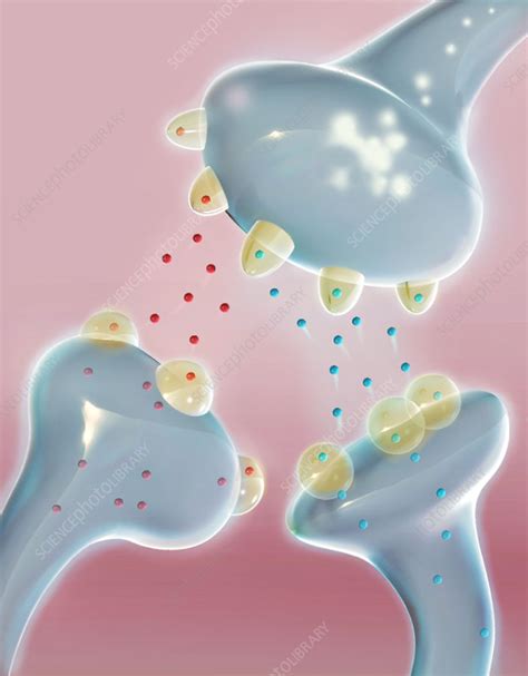 Pain Receptors, Illustration - Stock Image - C043/2732 - Science Photo Library