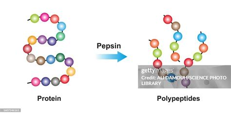 Pepsin Enzyme Function Illustration High-Res Vector Graphic - Getty Images