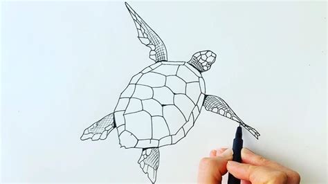 How to draw a turtle - YouTube