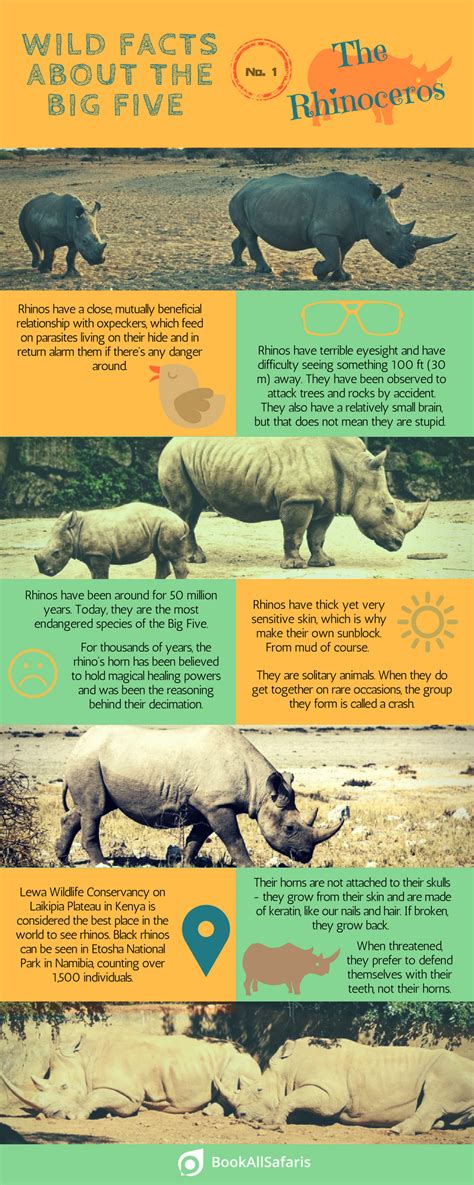 Wild Facts About the Rhinoceros (an infographic) | Animal facts for ...