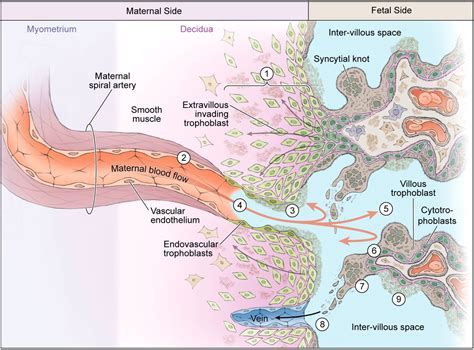 Extravillous trophoblast invasion of venous as well as lymphatic vessels is altered in ...