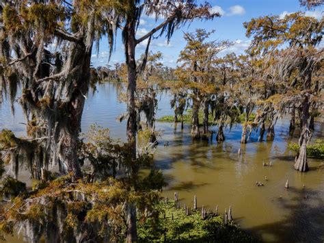 Photos: The nation’s largest remaining river swamp – Southerly