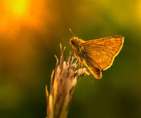 Brown Moth Spiritual Meaning and Symbolism: Explained