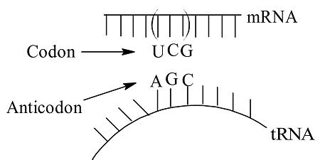 Define codon and anticodon. How do they interact? | Homework.Study.com