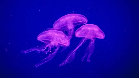 Free download Download wallpaper 1024x600 jellyfish glow phosphorus ...