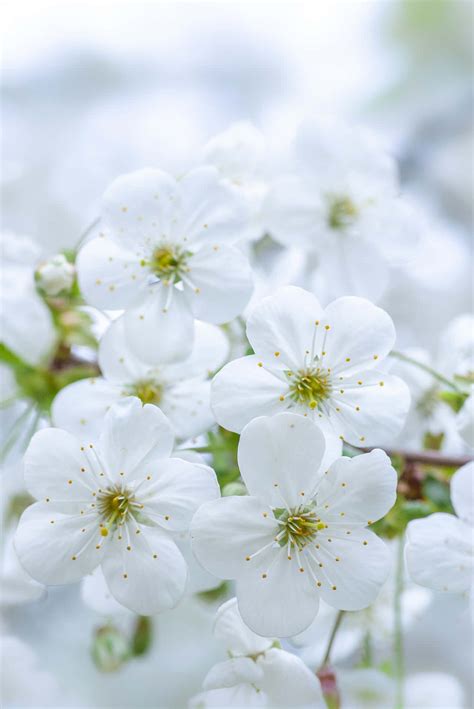 Download White Flowers 2008 X 3008 Background | Wallpapers.com