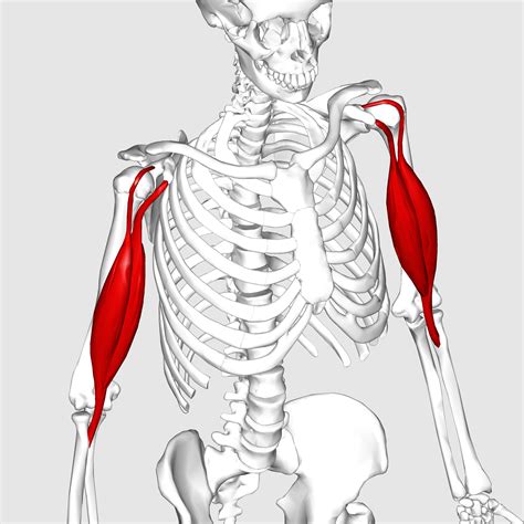 File:Biceps brachii muscle02.png