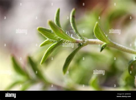 Original scented thyme. Aromatic herb used in cooking Stock Photo - Alamy