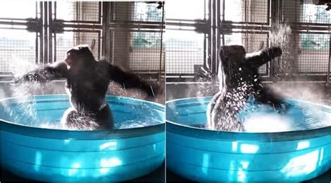 VIDEO: This gorilla dancing in a tub of water is basically all of us in ...