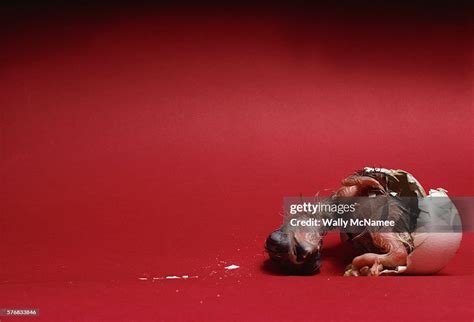 Bald Eagle Hatching High-Res Stock Photo - Getty Images