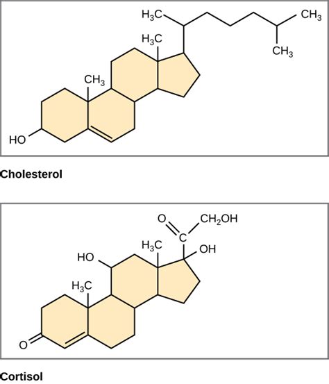 Reading: Lipids | Biology (Early Release)