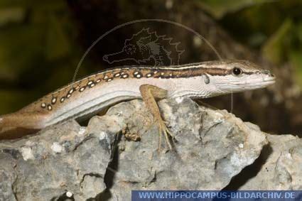 Takydromus sexlineatus alias Striped Grass Lizard :: Hippocampus Bildarchiv