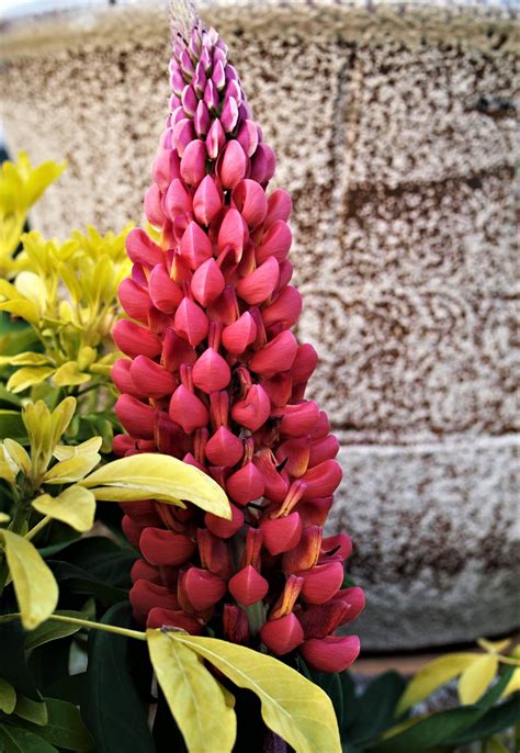 Lupin, flower, garden,free pictures, free photos - free image from ...