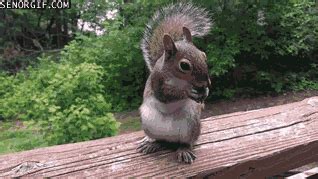 Eating just squirrel GIF - Find on GIFER