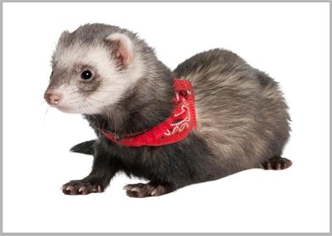 How do you come up with brilliant ideas if you've never owned a ferret?