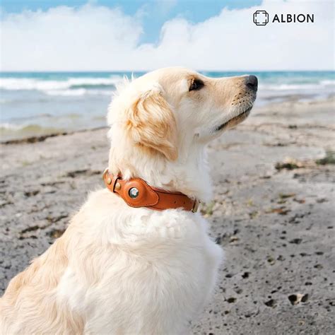 5 Best AirTag Dog Collars in 2023: Never Lose Your AirTag – Dog News Hubb