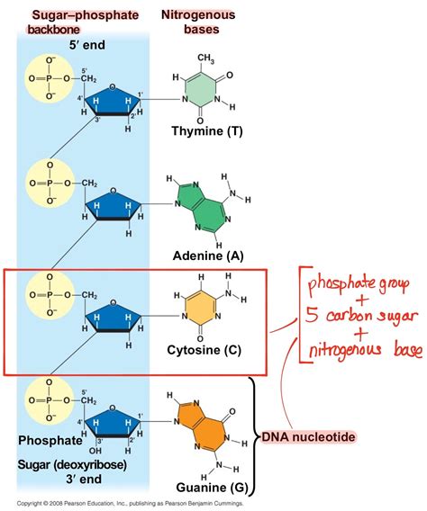 Nucleotides DNA Diagram Labeled Simple