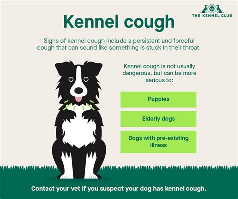 Is Kennel Cough Contagious To Dogs?