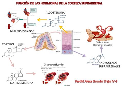 PORTAFOLIO DE FISIOLOGIA: FUNCION DE LAS HORMONAS DE LA CORTEZA SUPRARRENAL