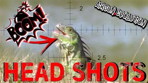 Iguana Pest Control | South Florida Iguana Invasion - Airgun101