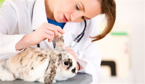 Veterinarians - Gainesville Rabbit Rescue