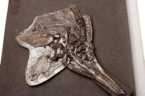 Ichthyosaur Fossil Photograph by Ucl, Grant Museum Of Zoology
