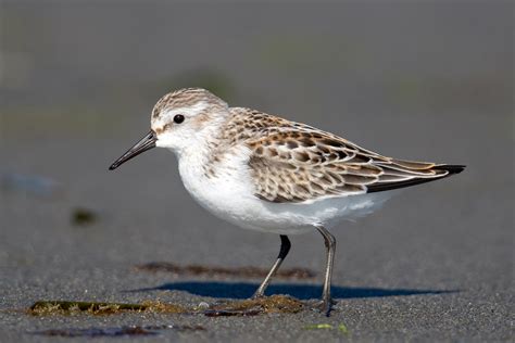 Western Sandpiper — Eastside Audubon Society