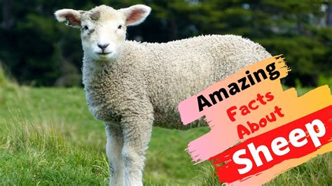 Top 20 Amazing Facts About Sheep - YouTube