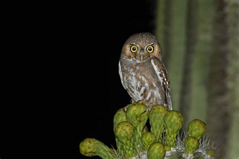 Elf Owl ⋆ Tucson Audubon