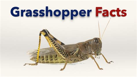 Grasshopper Facts - YouTube