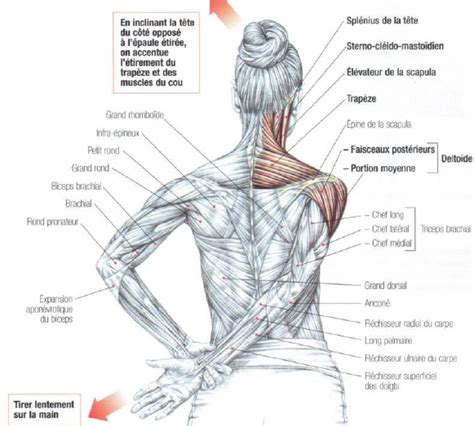 Deltoid And Trapezius And Neck Stretching • Stephane Andre