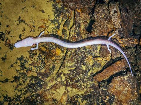 Rare European cave salamander stayed in the same spot for seven years ...